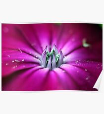 Pink Princess Poster