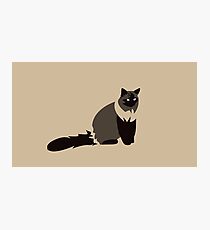 Lámina fotográfica Vector ragdoll