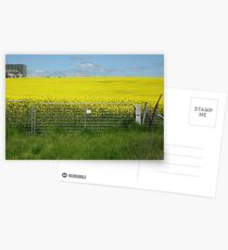 The canola field Postcards