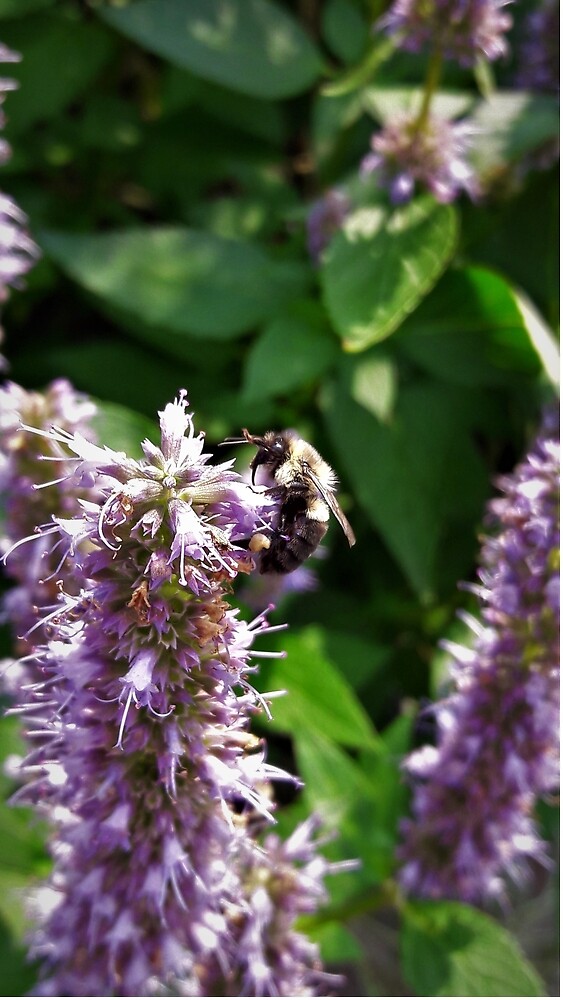 Bee On Purple Flower by tomeoftrovius