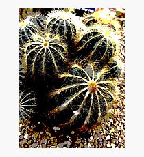 Prickly Cacti Photographic Print