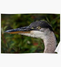 Great Blue Heron Poster