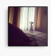 Sheldon Metal Print