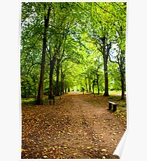 Woodland Path Poster