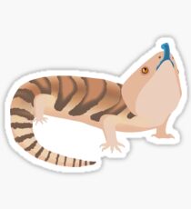 Northern Blue Tongue Skink Sticker