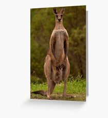 Eastern Grey Kangaroo - Australia Greeting Card
