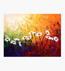 The Daisy Dance Photographic Print