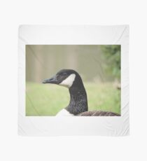 Goose at lake Scarf