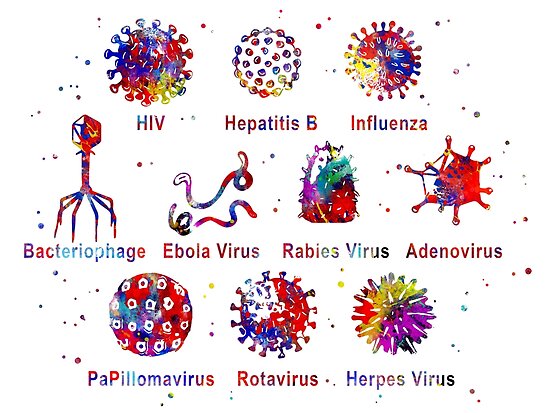 diagram-showing-different-kinds-of-viruses-poster-by-rosaliartbook