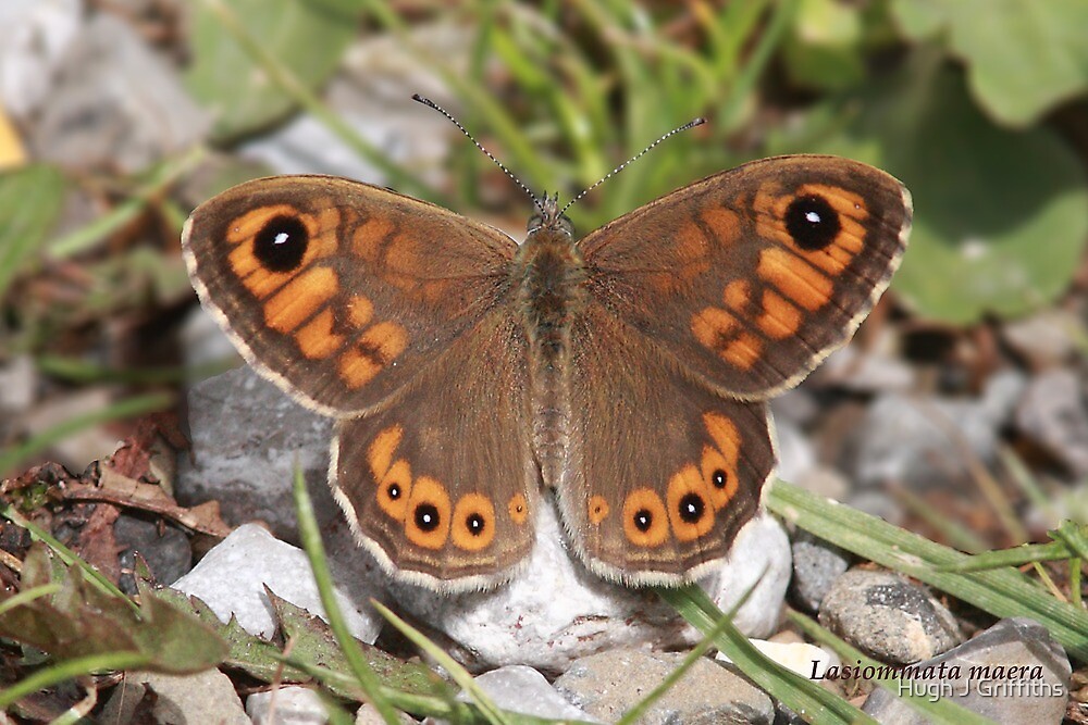 Large Wall Brown Butterfly By Hugh J Griffiths Redbubble