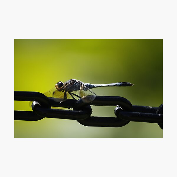 Pretty Boy Photographic Print