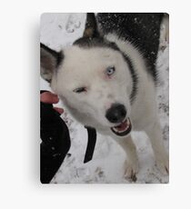 Judith winking. Canvas Print