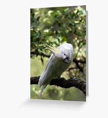 G'Day Sexy Greeting Card