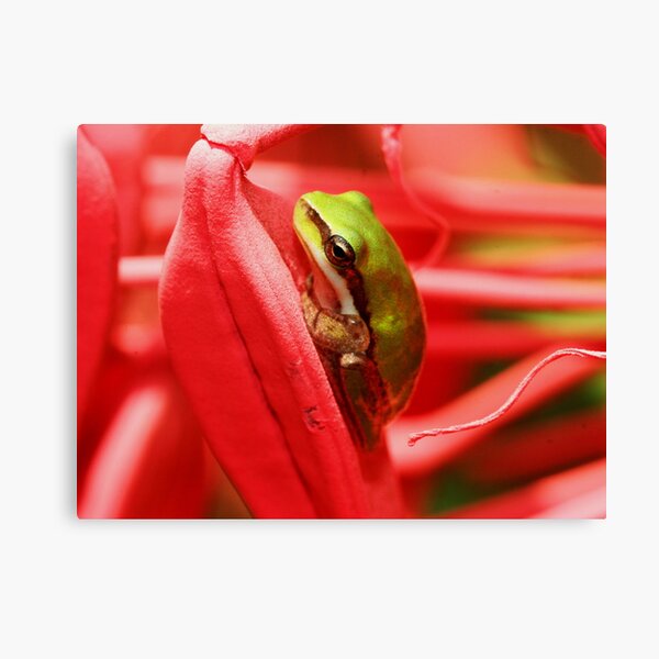 Litoria Fallax Canvas Print