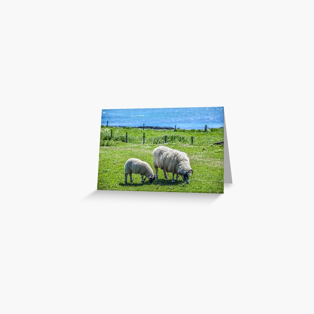 Iona Sheep, Isle of Iona, Scotland Greeting Card