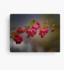Firethorn Canvas Print