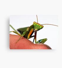 Praying Mantis Canvas Print