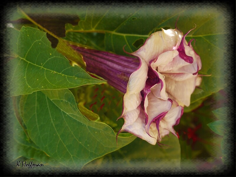 "Trumpet Blare" by Hoffman Redbubble