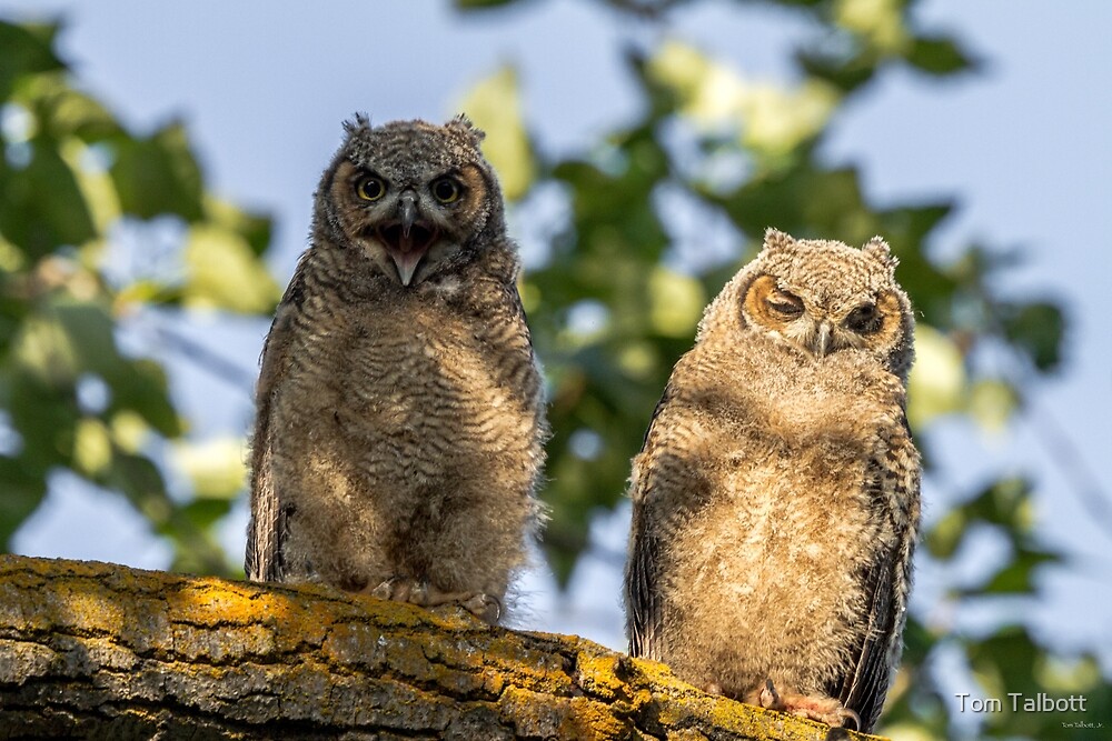 "Opposites Great Horned Owl Fledglings" by Tom Talbott Redbubble