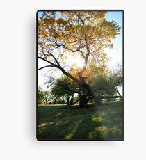 Deciduous Metal Print