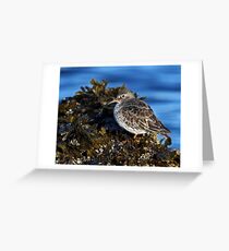 Purple Sandpiper: I stand alone Grußkarte