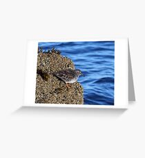 Purple Sandpiper: On the Edge Grußkarte