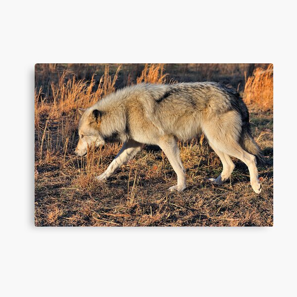 Ahote the Wolf Hybrid Canvas Print