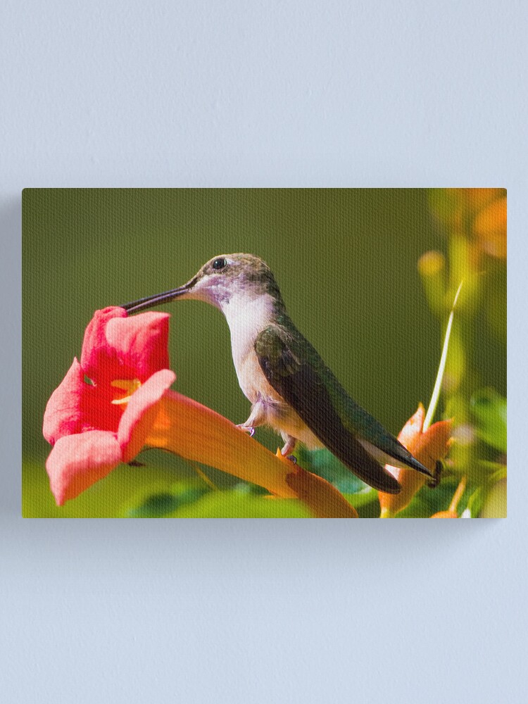 Alternate view of Hummer on a Trumpet Canvas Print