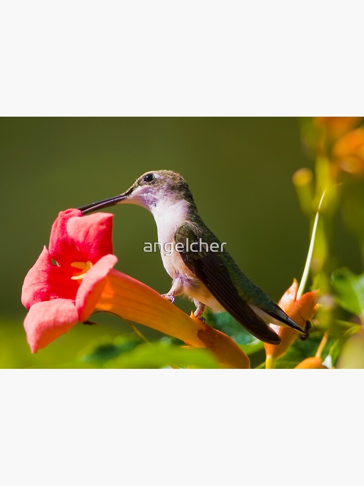 Hummer on a Trumpet by angelcher