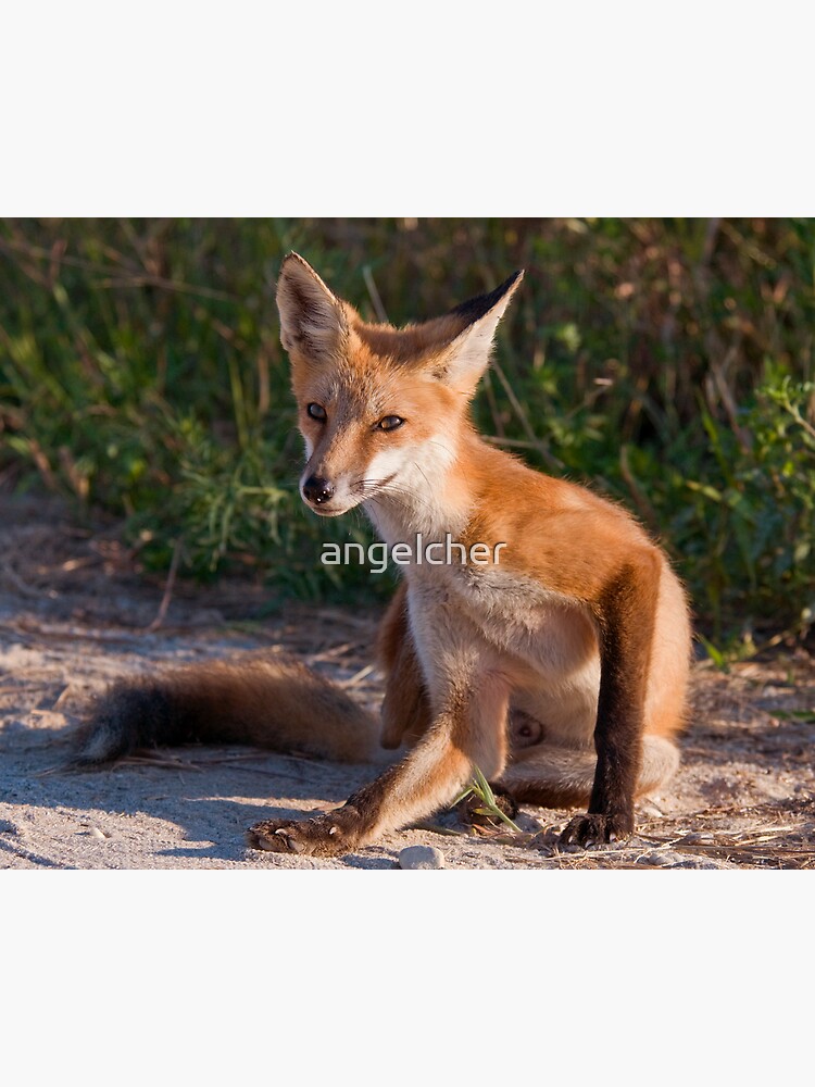 Red Fox In Summer by angelcher