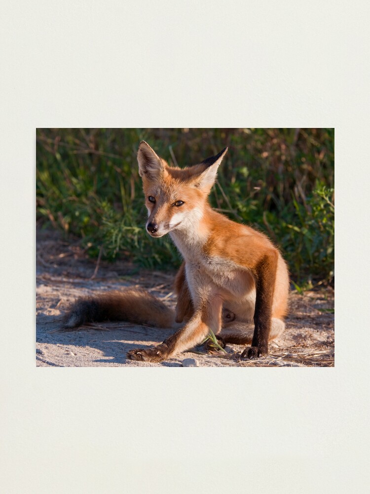 Alternate view of Red Fox In Summer Photographic Print