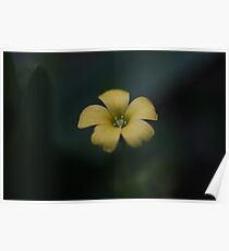 Yellow Oxalis Flower Poster