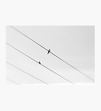 Wire Photographic Print