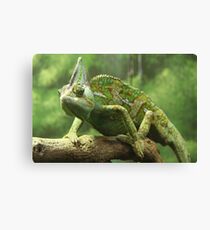 Taronga Zoo Sydney 12/2009 Canvas Print