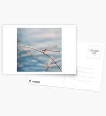 Camouflage Postcards