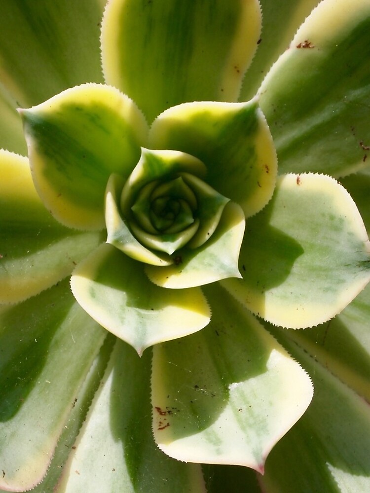 Succulent in the Sun by douglasewelch