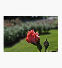 Rose, Hershey Gardens Photographic Print