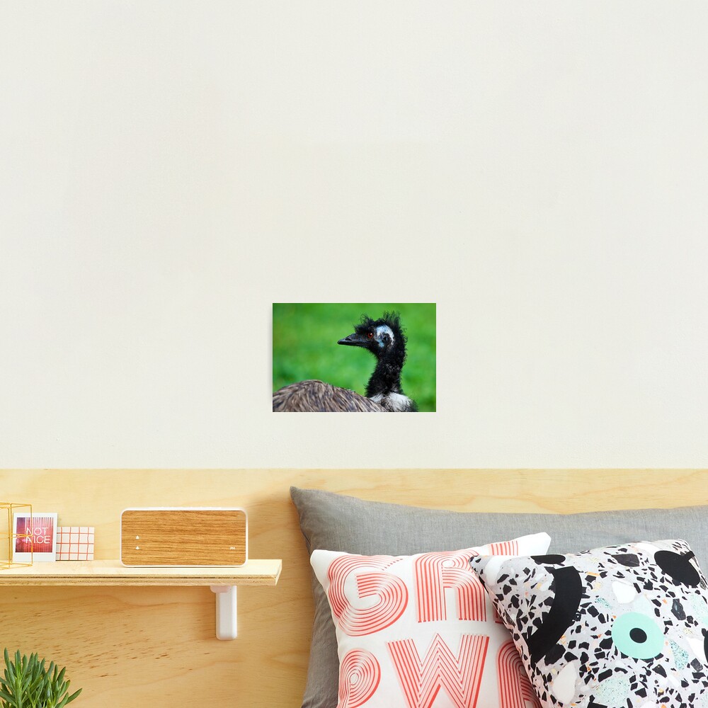 Emu Photographic Print