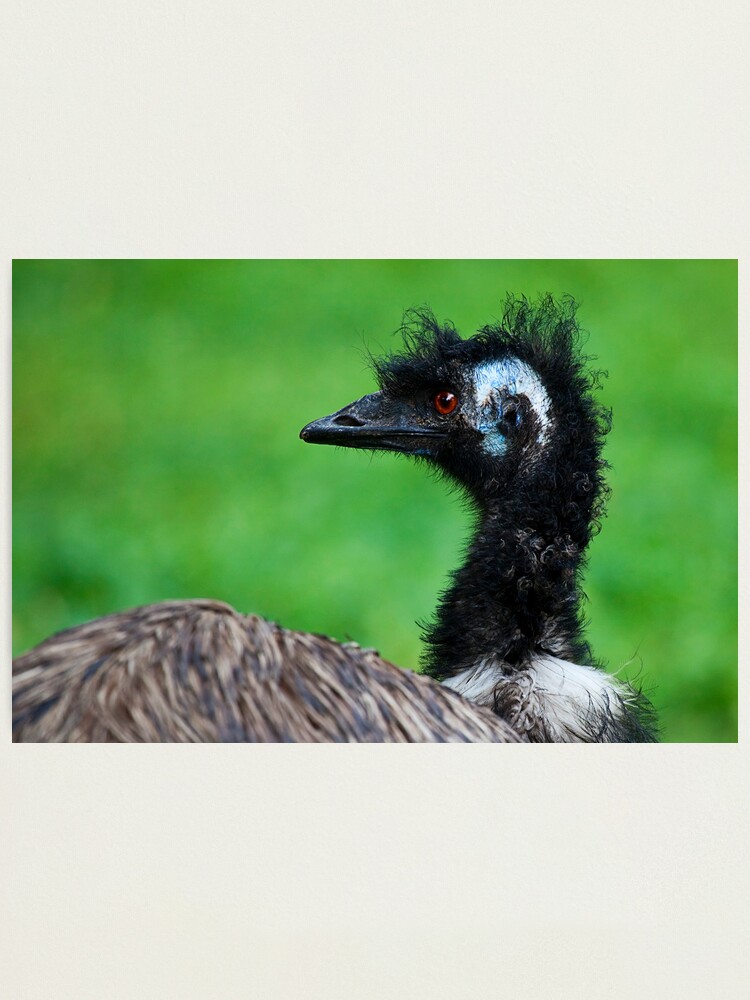 Alternate view of Emu Photographic Print