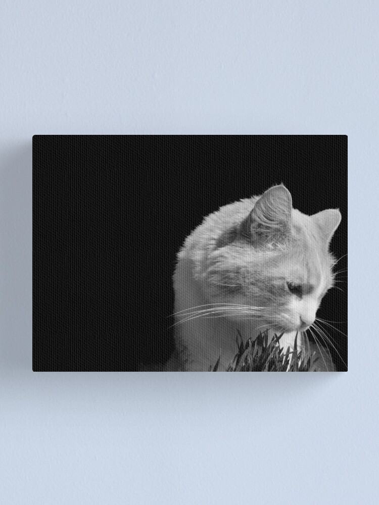 Alternate view of Cat'n Grass 2 Canvas Print