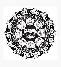 Lámina fotográfica Dulce gato gato mandala