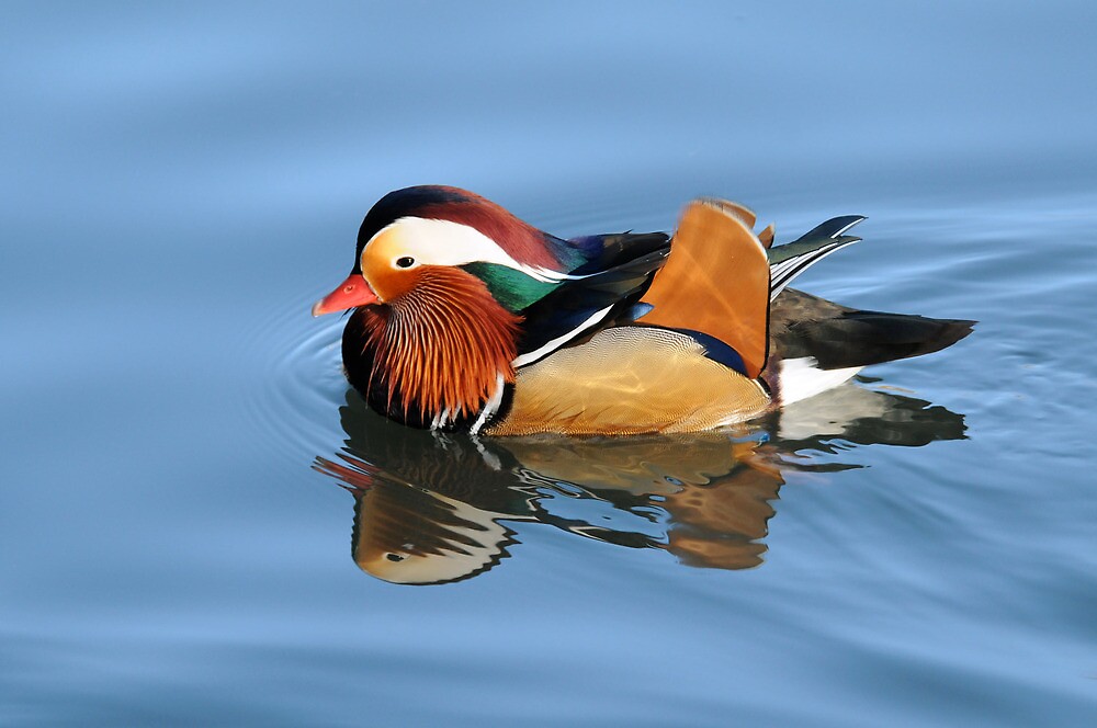 "BLUE VELVET" by mc27 | Redbubble