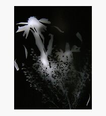 Wilting Photographic Print