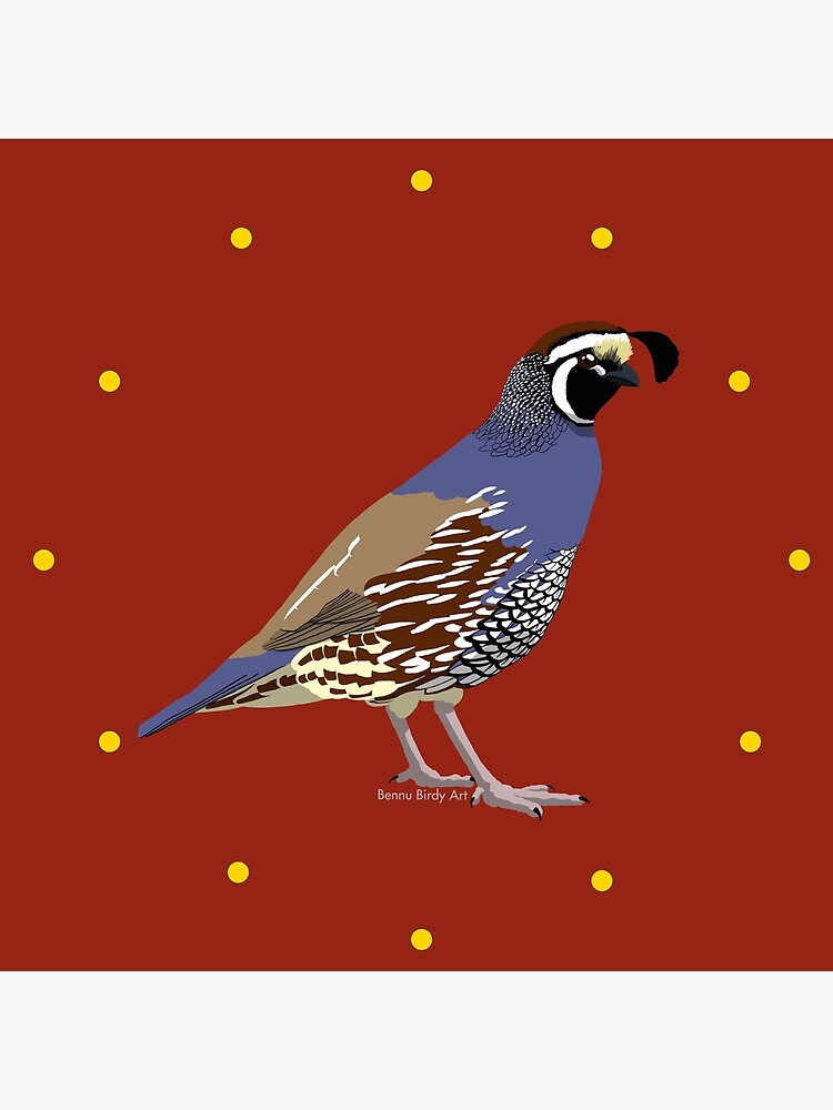 California Quail by BennuBirdy