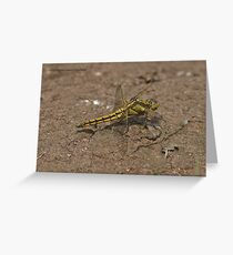 Black-tailed Skimmer dragonfly Greeting Card
