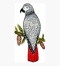 African Grey on a Fir Tree Branch Photographic Print