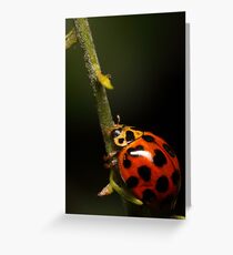 Lady beetle with a climb ahead Greeting Card