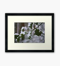 Snowy Holly Framed Print