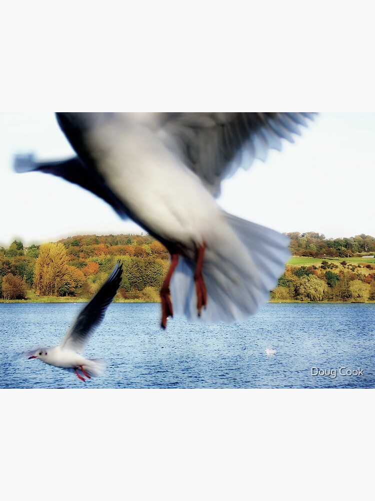 The Birds by DougCook
