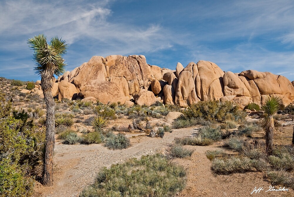 Gneiss Rock Formation and Joshua Tree by Jeff Goulden